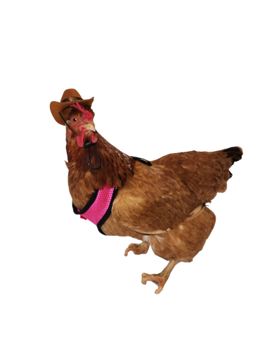 Chick Outfitters Chicken Harness & Leash (Pink)