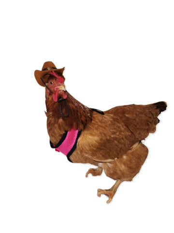 Chick Outfitters Collection