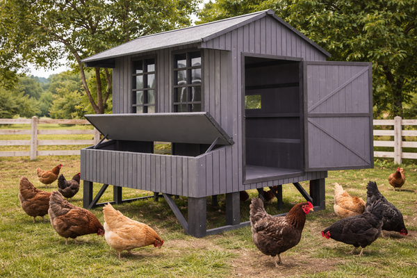 Chicken Coop Amish  4 x 6 Grey