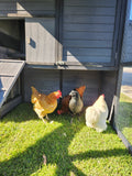 Chicken Coop Pueblo Grand Gray & Black Walk In Style