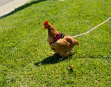 Chick Outfitters Chicken Harness & Leash (Blue)