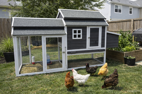 Chicken Coop Cheyenne Grey & White