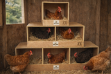 RUGG'egg' RANCH TRIPLEX NESTING BOX