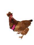 Chick Outfitters Chicken Harness & Leash (Pink)