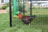 High End Hen Poultry Feeder by Rugged Ranch Products